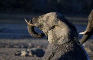 Caccia al Trofeo: Importazioni ed esportazioni di trofei di caccia caccia al trofeo