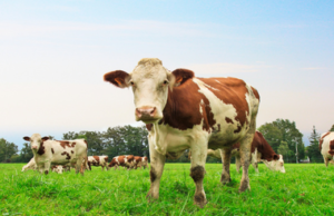 Gli animali da reddito che impatto ambientale hanno? animali da reddito